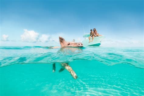 Best Way to See the Swimming Pigs from Nassau –。